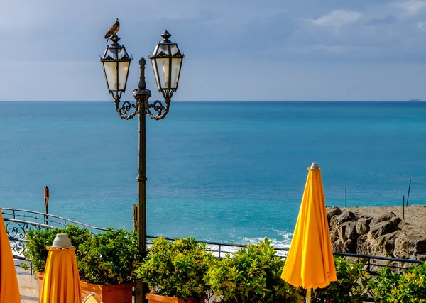 Bir elektrik direği bir güvercini. Ufuk Akdeniz