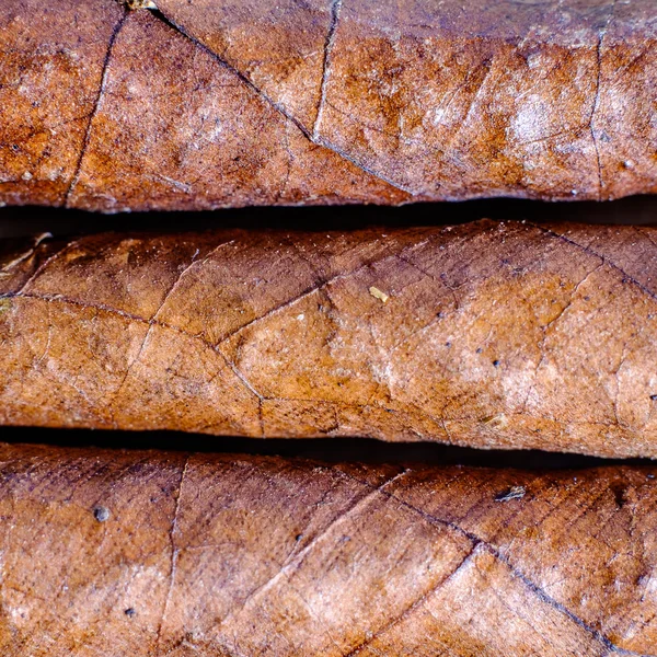 Üç Tuscan puro closeup