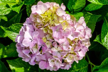 Hydrangea macrophylla, HORTENSIA Pembe çiçek