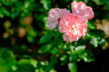 Yabani gül, pembe çiçekler