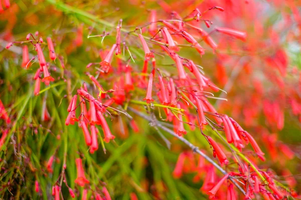 Kırmızı Penstemon çiçek