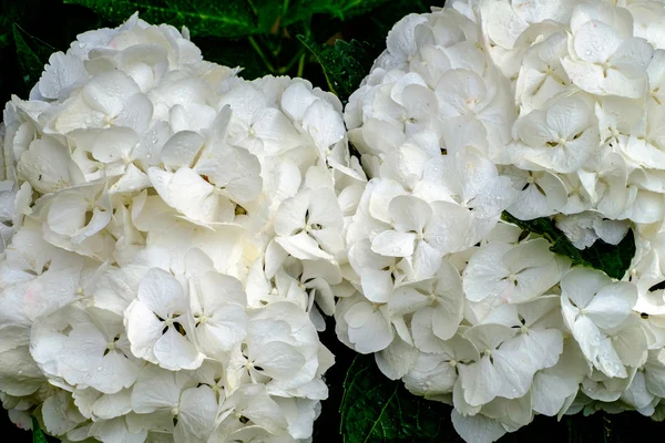 Hydrangea macrophylla, HORTENSIA beyaz çiçekler