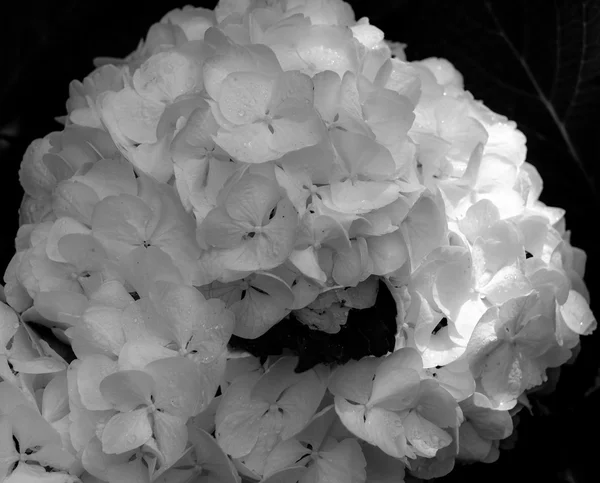 Hydrangea macrophylla, HORTENSIA beyaz çiçekler
