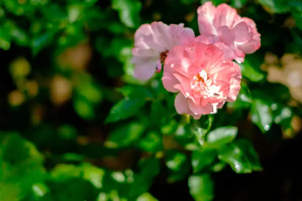 Yabani gül, pembe çiçekler