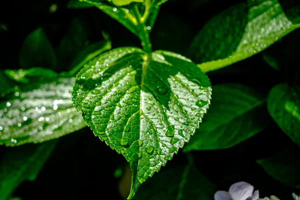 Yeşil yaprakların üzerindeki yağmur damlaları