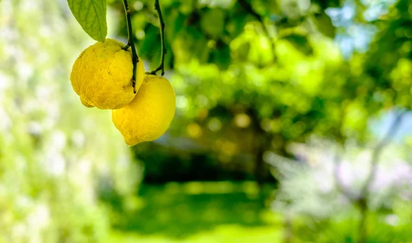 Limon ağacı üzerinde. Amalfi coast sembolü, İtalya