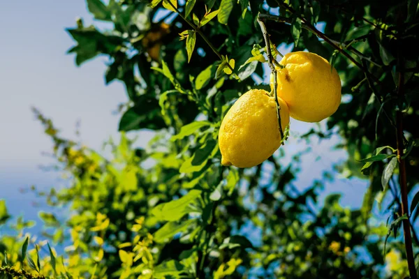 Limoni su un albero. Mar Mediterraneo e cielo sullo sfondo. Amalf — Foto Stock