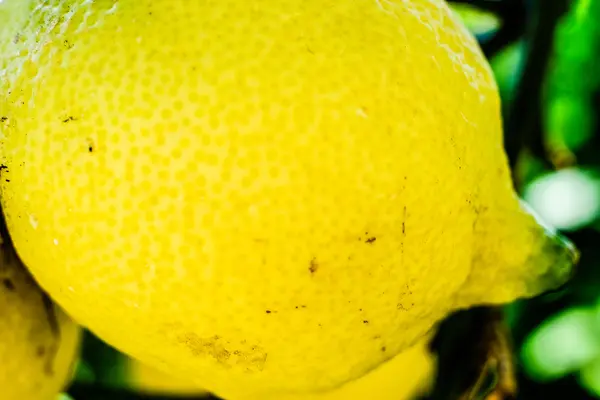 Limon ağacı portre üzerinde. Amalfi coast sembolü, İtalya