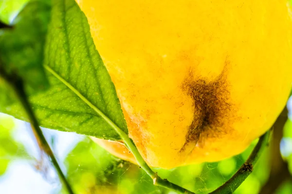 Limon ağacı portre üzerinde. Amalfi coast sembolü, İtalya