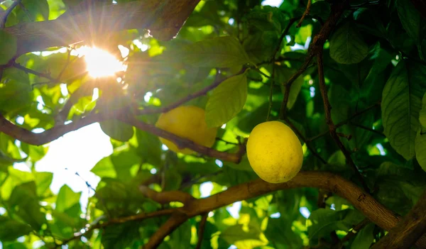 Лимоны на дереве. символ побережья Амальфи, Италия — стоковое фото