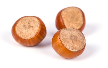 fındık fotoğraf illüstrasyon