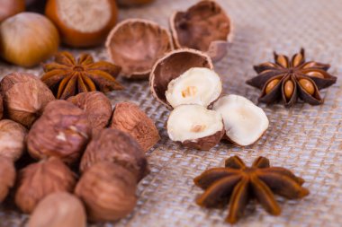 fındık fotoğraf illüstrasyon