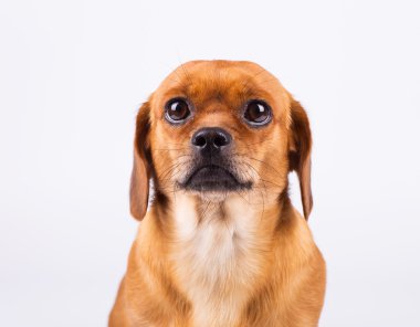 Beyaz arka plan üstünde belgili tanımlık köpek Studio portresi