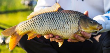 su birikintisi içinde yakalanan sazan yakaladım
