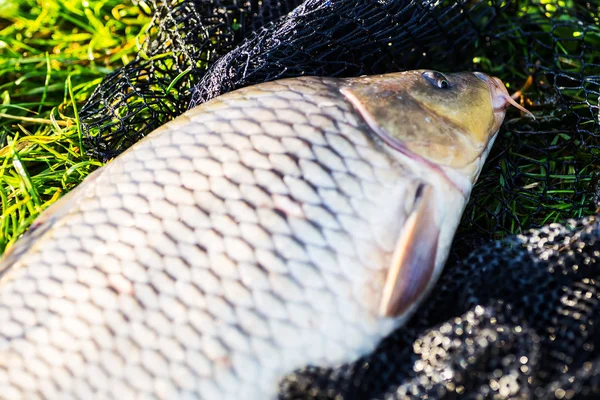 su birikintisi içinde yakalanan sazan yakaladım