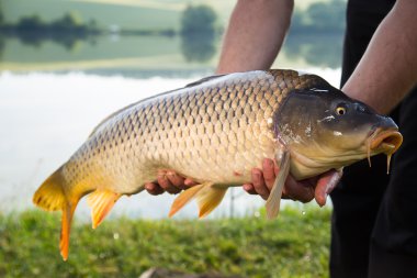 Balık yakalamak. Sazan (Cyprinus Carpio)