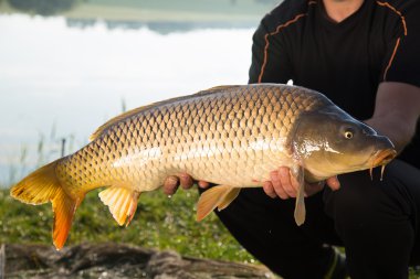 Balık yakalamak. Sazan (Cyprinus Carpio)