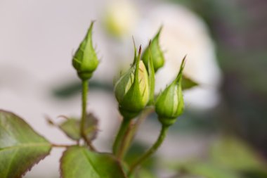 Bahçede açan güller