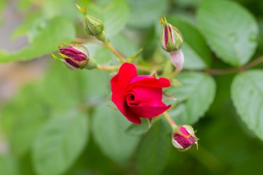 Bahçede açan güller