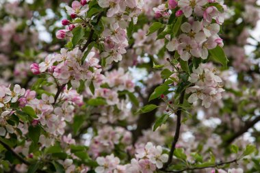 Bahar çiçekleri / bahar arka plan