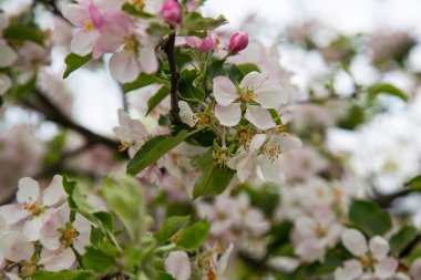 Bahar çiçekleri / bahar arka plan