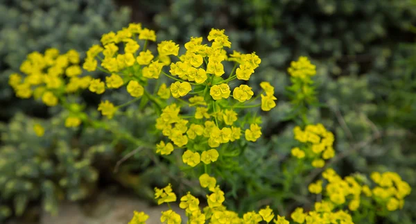 Flores de primavera / Fondo de primavera — Foto de Stock