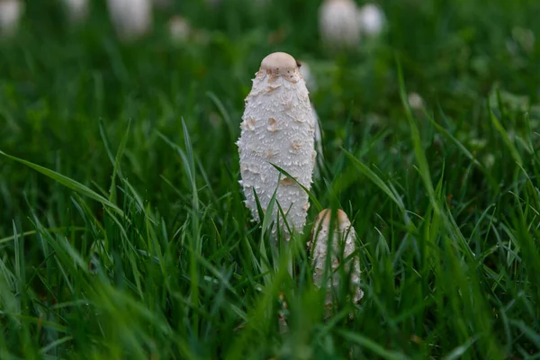 Грибной Рост Грибы Природа Forest Beautiful Крупным Планом Вид Coprinus — стоковое фото