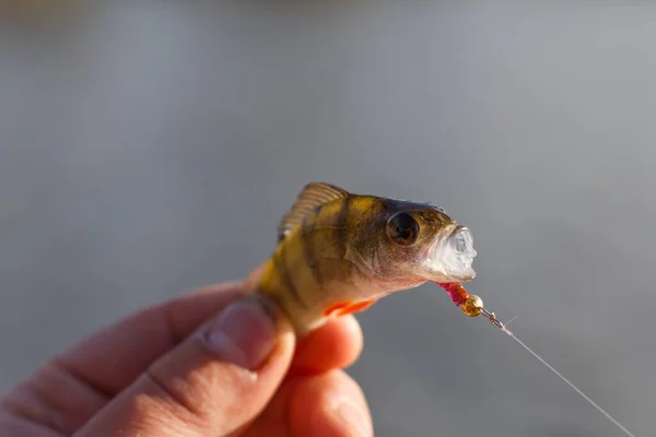 Fraîchement Attrapé Basse Européenne Pêcheur Pris Bass Bass Main Fond — Photo