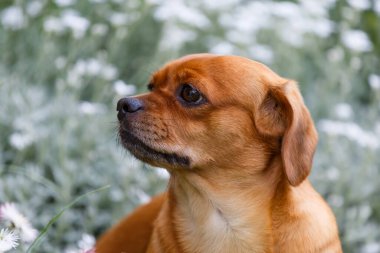  Bahçede poz veren bir köpek. Çekici köpek, yeşil ağaçların arka planında yumuşak bir halının üzerinde oturuyor, açık bir yaz gününde mavi gökyüzü ve bulutlar..
