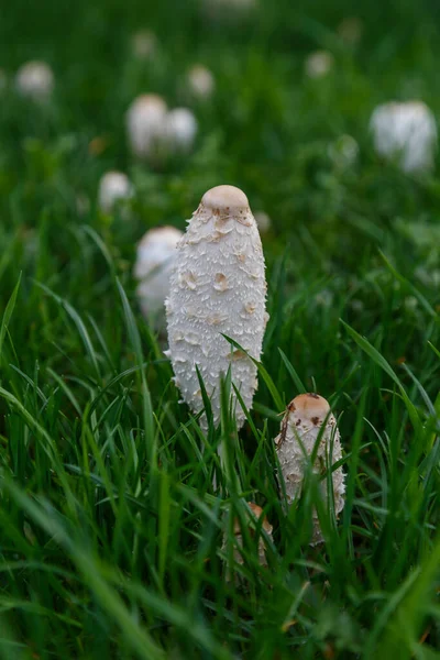 Mantar Büyümesi Mantarlar Doğa Ormanı Coprinus Coprinus Yeşil Çimen Arka — Stok fotoğraf