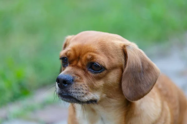 Chien Posant Dans Jardin Charmant Chiot Assis Sur Tapis Mou — Photo