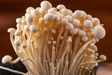 Enoki mantarı (Altın İğne Mantarı), Physalacriaceae familyasından bir mantar türüdür.. 
