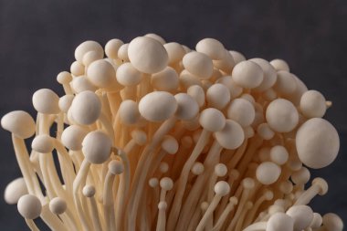 Taze Enoki mantarları seçilmiş odaklı olarak siyah zemin üzerinde bulunur. Enoki, ayrıca kadife şiş olarak da bilinir, Physalacriaceae familyasından yenilebilir bir mantar türüdür.. 