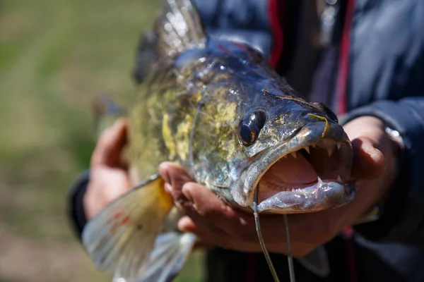 Buon Pescatore Con Zander Trophy Caught Pesca Zander Nelle Mani — Foto Stock