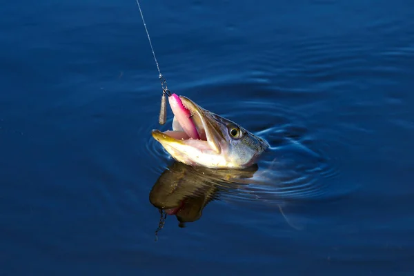 Gros Plan Trophée Poisson Brochet Capturé Dans Eau Fond Pêche — Photo