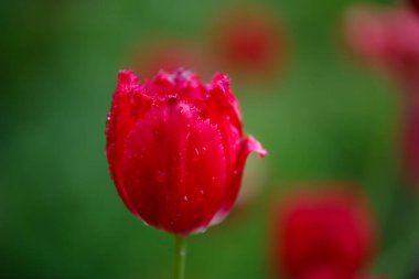 Lale tarlası. Lalelerin arasında güzel bir lale. Baharda çiçek yetiştiriyor. Pembe lale çiçekleri manzarası. 
