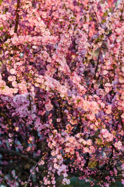 Beautiful and cute pink cherry blossoms (sakura) against blue sky. Pink sakura flowers, dreamy romantic artistic image of spring nature, copy space.