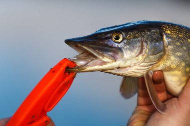 Balıklı turna balığının suda yakalandığı kupaya yakın çekim. Balıkçılık geçmişi. Turna balığı yemi..