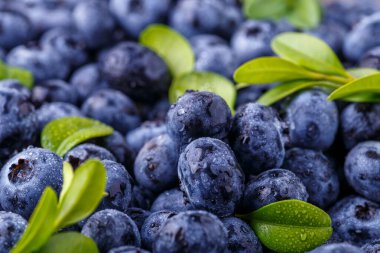 Metnin için fotokopi alanı olan taze yabanmersini arkaplanı. Vejetaryen ve vejetaryen kavramı. Yaban mersinli böğürtlenlerin makro dokusu. Yaban mersinli dokular kapanıyor.