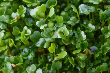 Genç bitkileri dikmek için plastik tepsilerdeki mikroyeşil. Mikroyeşil, taze sebze yeşilidir ya da lahanalardır. Kaliteli organik bitkilerden filizlenen çiğ canlı lahanalardır. Sağlıklı besin kavramı..
