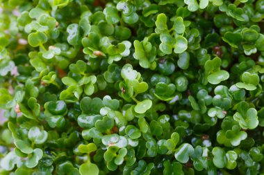 Genç bitkileri dikmek için plastik tepsilerdeki mikroyeşil. Mikroyeşil, taze sebze yeşilidir ya da lahanalardır. Kaliteli organik bitkilerden filizlenen çiğ canlı lahanalardır. Sağlıklı besin kavramı..