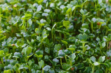 Genç bitkileri dikmek için plastik tepsilerdeki mikroyeşil. Mikroyeşil, taze sebze yeşilidir ya da lahanalardır. Kaliteli organik bitkilerden filizlenen çiğ canlı lahanalardır. Sağlıklı besin kavramı..