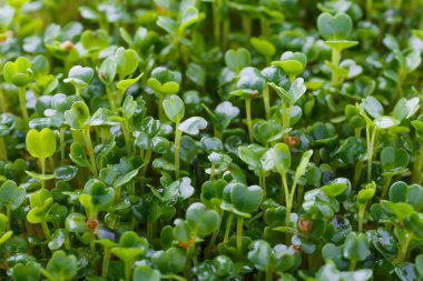 Genç bitkileri dikmek için plastik tepsilerdeki mikroyeşil. Mikroyeşil, taze sebze yeşilidir ya da lahanalardır. Kaliteli organik bitkilerden filizlenen çiğ canlı lahanalardır. Sağlıklı besin kavramı..