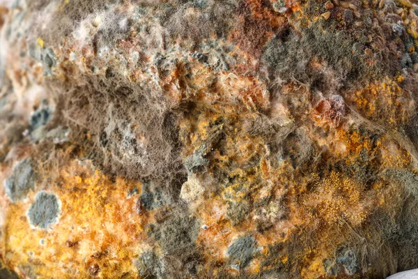 Mold growing on a loaf of bread.blue and pink mold on bread close-up