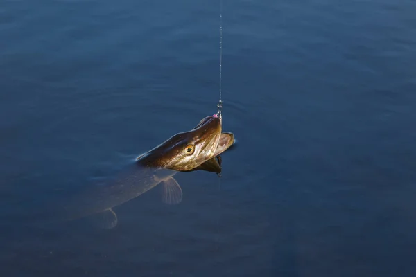 Primo Piano Del Trofeo Pesci Luccio Catturati Acqua Pesca Background — Foto Stock