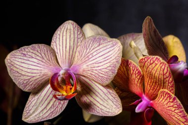 Çiçek konsepti. Orkideler çiçek açar. Orkide çiçeği pembe ve sarı çiçek açar. Phalaenopsis orkidesi. Çiçek açan güzel orkideler.
