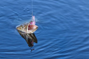 Balıklı turna balığının suda yakalandığı kupaya yakın çekim. Balıkçılık geçmişi. Turna balığı yemi..