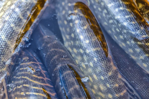 Nahaufnahme Eines Gefangenen Hechtfisches Wasser Angelhintergrund Hechtfangköder — Stockfoto