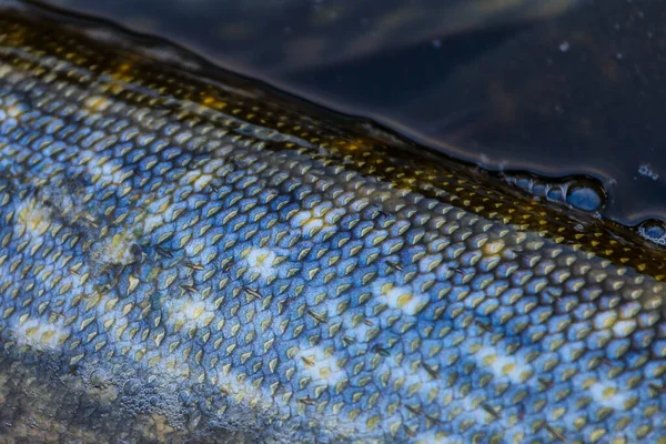 Primer Plano Del Trofeo Pescado Lucio Capturado Agua Fondo Pesca — Foto de Stock