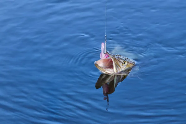 Nahaufnahme Eines Gefangenen Hechtfisches Wasser Angelhintergrund Hechtfangköder — Stockfoto